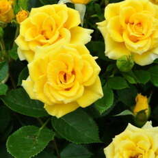 Роза флорибунда Flower Power Gold